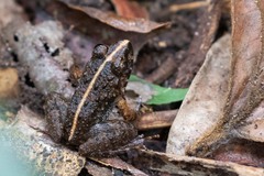 Occidozyga martensii