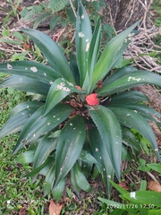Agave atrovirens