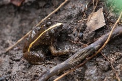 Occidozyga martensii