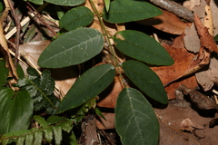 Derris involuta