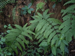 Pteris fauriei