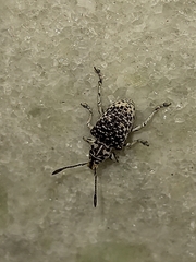 Cydianerus latruncularius