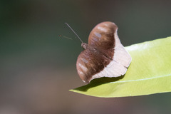 Tanaecia cocytus