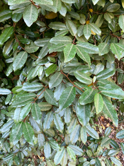 Elaeagnus reflexa
