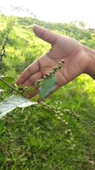 Varronia curassavica