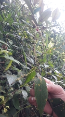 Varronia curassavica