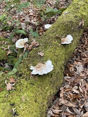 Trametes aesculi
