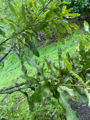 Cephaleuros lagerheimii