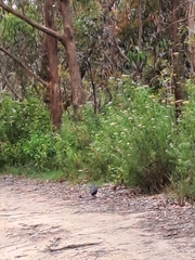Leucosarcia melanoleuca