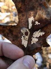 Phyllonorycter basistrigella