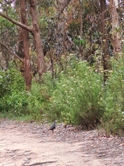 Leucosarcia melanoleuca