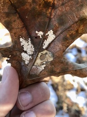 Phyllonorycter basistrigella