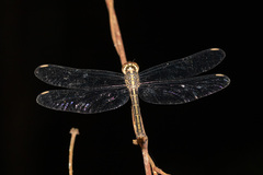 Cratilla lineata