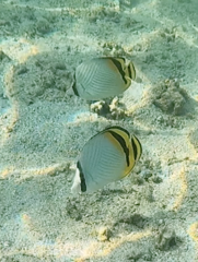 Chaetodon vagabundus