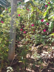 Callirhoe leiocarpa