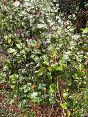 Pterophylla sylvicola