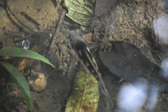 Talamancaheros sieboldii