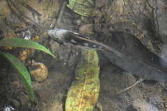 Talamancaheros sieboldii