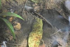 Talamancaheros sieboldii