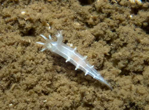 Candiella lineata