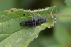 Aglais urticae