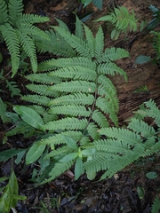 Pteris fauriei