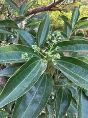 Cinnamomum kotoense