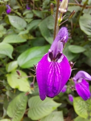 Brillantaisia