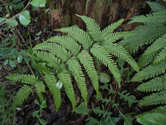 Pteris fauriei