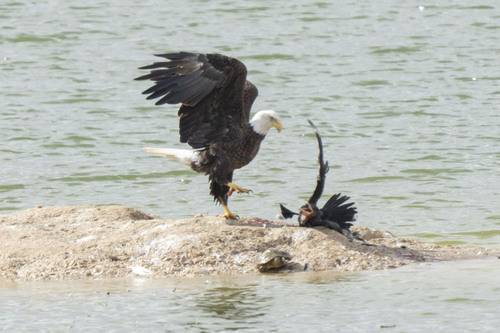 Bald Eagle photographed in Texas