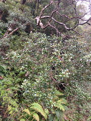 Pterophylla sylvicola