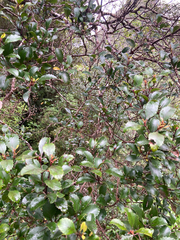 Pterophylla sylvicola