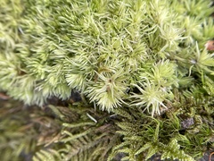 Leucobryum glaucum