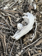 Lagomorpha