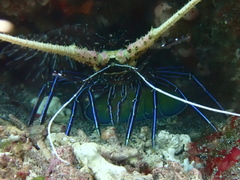 Panulirus versicolor