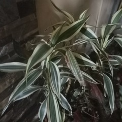 Dracaena sanderiana