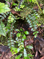 Metrosideros diffusa