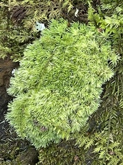 Leucobryum glaucum