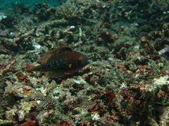 Oxycheilinus bimaculatus