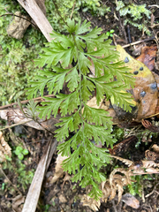 Hymenophyllum demissum