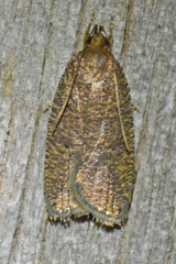 Psilocorsis reflexella