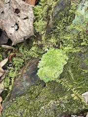 Leucobryum glaucum