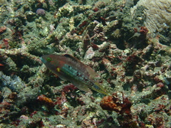 Oxycheilinus bimaculatus