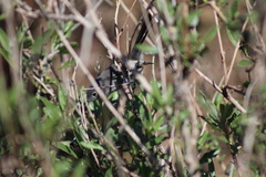 Polioptila californica