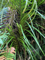 Freycinetia