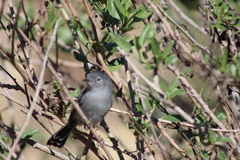 Polioptila californica