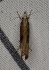 Parapediasia teterrellus