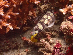 Parapercis tetracantha
