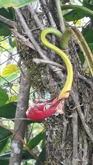 Syngonium angustatum