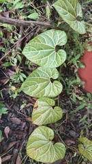 Dioscorea dodecaneura